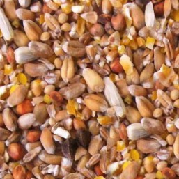 Tourterelles faisan 5kg