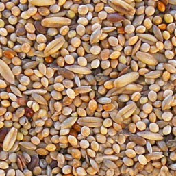 Perruche 1kg