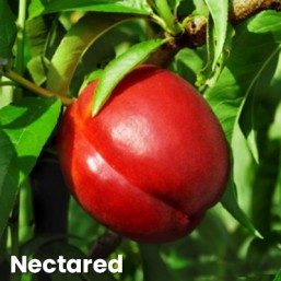 Nectarine