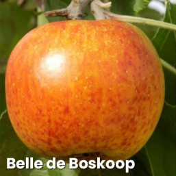 Pommiers