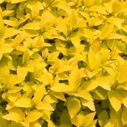 Spiraea J.Zen'Spirit G.