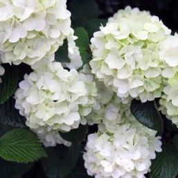 Viburnum Pl.Fe Opening Day