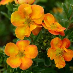 Potentilla Fr.Orang'Issima