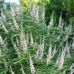 Vitex Agn.Fe (R) Galactic Pink