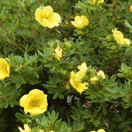 Potentilla Fr.Double P Gold