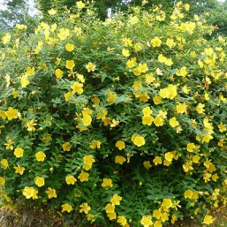 Hypericum Hidcote