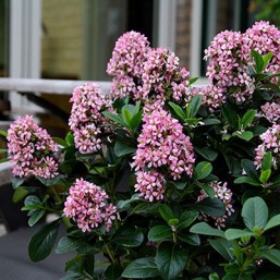 Escallonia La.Pink Elle Cov