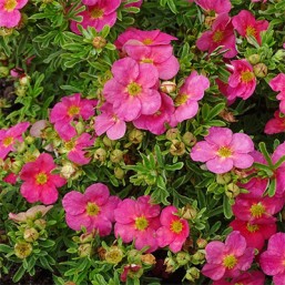 Potentilla Fr.Bellissima (R)