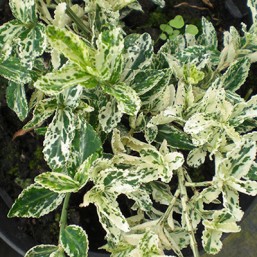 Euonymus Fort.Harlequin