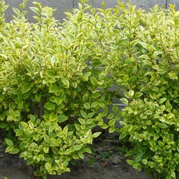Ligustrum Ov.Aureum Vt