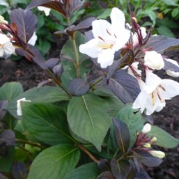 Weigela Ebony & Ivory (R)