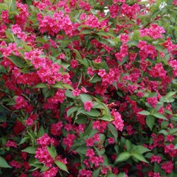 Weigela Bristol Ruby