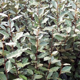 Elaeagnus Ebbingei