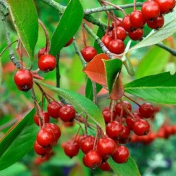 Aronia Arbu.Brilliant