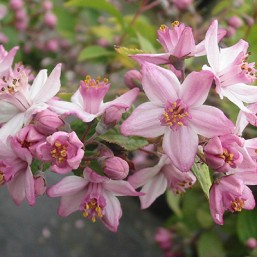 Deutzia Hyb.Mont Rose