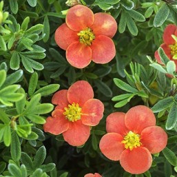 Potentilla Fr.Red'Issima (R)