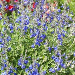Salvia Blue Note Cov