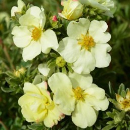 Potentilla Fr.Cream'Issima