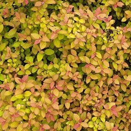 Spiraea J.Zen'Spirit (R) C.