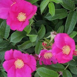 Rosa Rug.Angelia (R) Pink