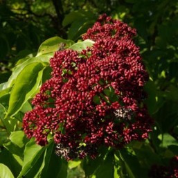 Tetradium Daniellii