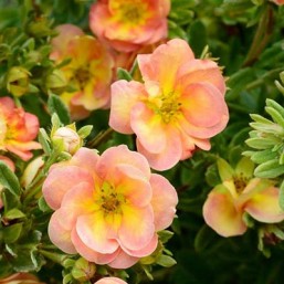 Potentilla Double P Peach