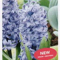 Hyacinthus Spl Aqua New