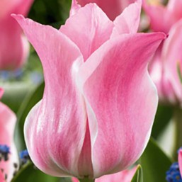 Tulipe Miss Elegance