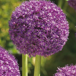 Allium Embassador