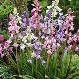 Jacinthe Hispanica Mix
