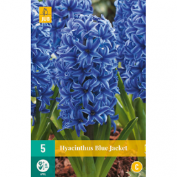 5 Jacinthes Blue Jacket