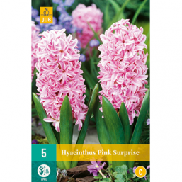 5 Jacinthe Pink Suprise