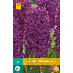 5 Jacinthes Woodstock