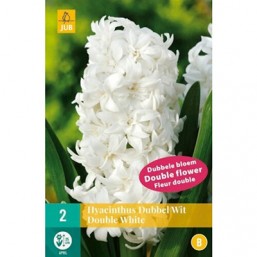 2 Jacinthes Double Blanche