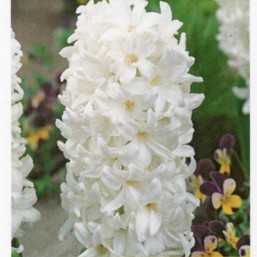 Hyacinthus Spl Carnegie