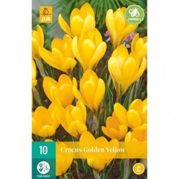 10 Crocus Golden Yellow