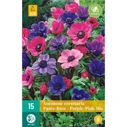 15 Anemone Coronaria Pink/Purple