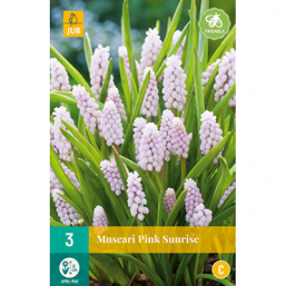 3 Muscari Pink Sunrise