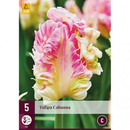 5 Tulipes Cabanna 