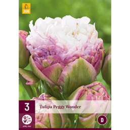 3 Tulipes Peggy Wonder