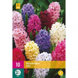 10 Jacinthes Mix