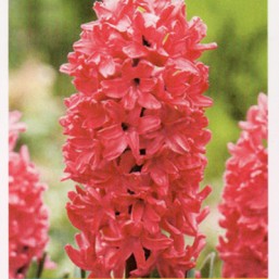 Hyacinthus Spl Jan Bos