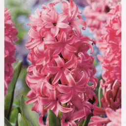 Hyacinthus Spl Pink Pearl