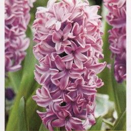 Hyacinthus Spl Splendid Cor.