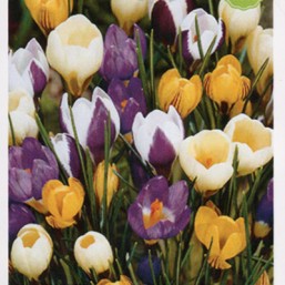  20 Crocus Species Mix