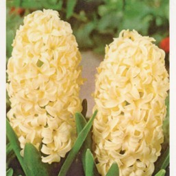 Hyacinthus Spl Yellowstone