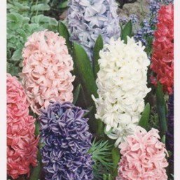 Hyacinthus Spl Mix