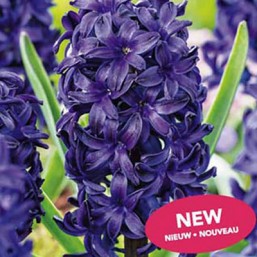 Hyacinthus Blue Trophy