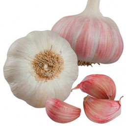 Ail Edenrose
