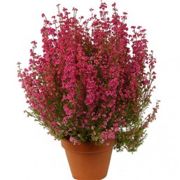 Erica Gracilis (Pot Terracotta) P12